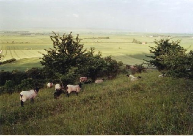 Weidende Schafe auf dem Heeseberg